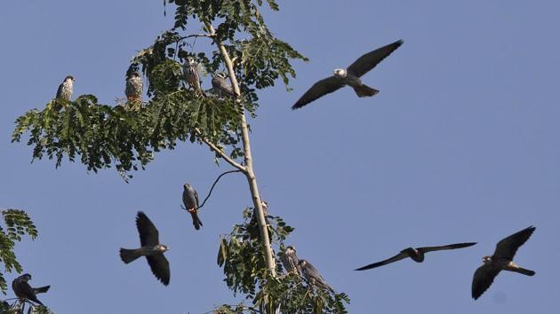 The falcons spend their summers at their breeding grounds in southeast Russia and northeast China. (AP) The falcons spend their summers at their breeding grounds in southeast Russia and northeast China. (AP)