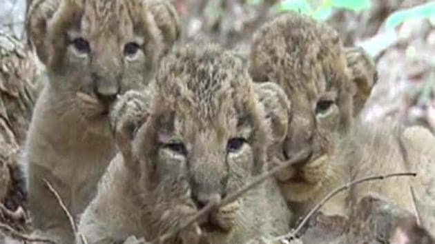 Lion cubs at Gir National Park and Sanctuary(HT File Photo)