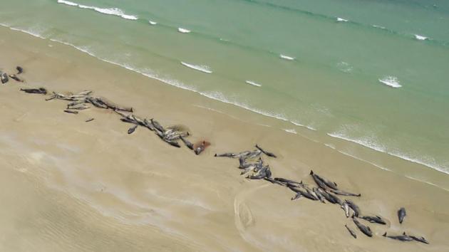 Up to 145 pilot whales have died in a mass stranding on a remote part of a small New Zealand island, authorities said on November 26. (AFP) Up to 145 pilot whales have died in a mass stranding on a remote part of a small New Zealand island, authorities said on November 26. (AFP)