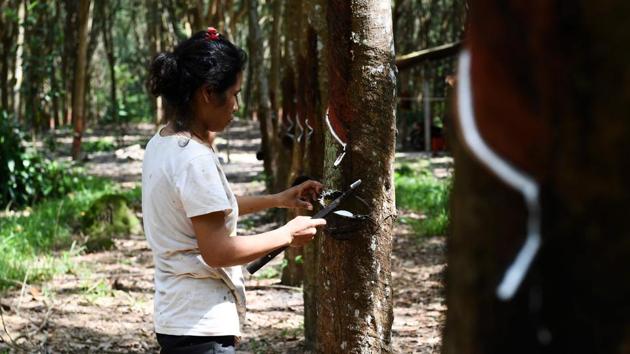 A woman taps a tree to harvest latex. Some of Thailand’s rubber workers are being forced to abandon plantation jobs for factory work. “I couldn’t feed my children anymore,” said Annita, who used to work 10 hours a day harvesting latex in Chiang Rai, northern Thailand, making just $7 a day, less than the minimum wage and half the going rate several years ago. (Jonathan Klein / AFP) 