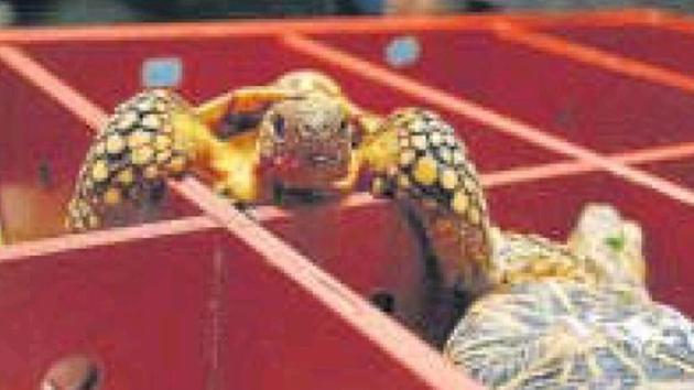 Indian Star Tortoise is one of the most trafficked tortoise species owing to the unique starlike radiating pattern on shell.(HT Photo) Indian Star Tortoise is one of the most trafficked tortoise species owing to the unique starlike radiating pattern on shell.(HT Photo)