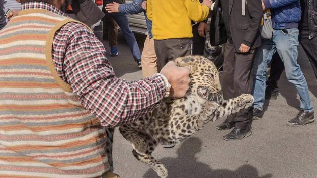 Residents of Shimla were gripped by panic after a leopard cub was sighted near district courts complex at Chakkar on Tuesday morning. The animal was later rescued by forest officials. According to eyewitnesses, the cub was hiding under a parked car and police were informed who then called forests officials. (PTI) Residents of Shimla were gripped by panic after a leopard cub was sighted near district courts complex at Chakkar on Tuesday morning. The animal was later rescued by forest officials. According to eyewitnesses, the cub was hiding under a parked car and police were informed who then called forests officials. (PTI)