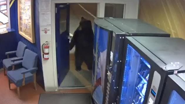 The video shows the bear opening a door with its front paws and entering the facility. (Facebook/CHP – Donner Pass) The video shows the bear opening a door with its front paws and entering the facility. (Facebook/CHP – Donner Pass)