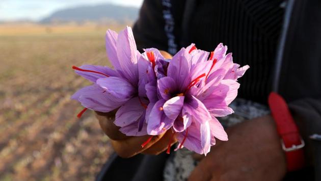 The delicate purple leaves of the Crocus sativus plant hold just three or four of the even more delicate red stamen, better known as saffron, that sprouts for just 10 days a year. These tiny filaments are currently selling in local markets for 90 million rials per kilo -- about $700 on Iran’s volatile exchanges -- and perhaps four times higher abroad. (Atta Kenare / AFP) The delicate purple leaves of the Crocus sativus plant hold just three or four of the even more delicate red stamen, better known as saffron, that sprouts for just 10 days a year. These tiny filaments are currently selling in local markets for 90 million rials per kilo -- about $700 on Iran’s volatile exchanges -- and perhaps four times higher abroad. (Atta Kenare / AFP)