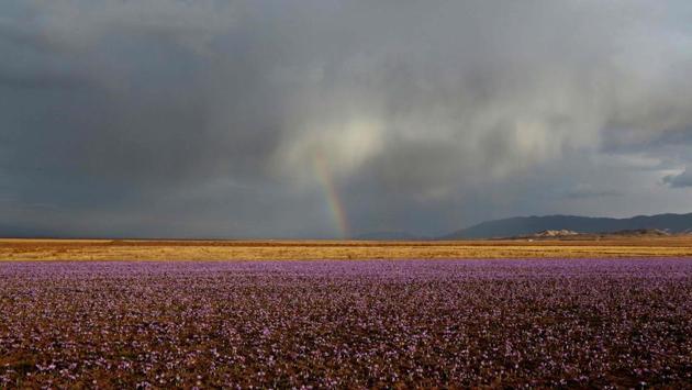 Iran says more than 90% of the world’s saffron grows from the hard soil, here in the Khorasan province -- a figure corroborated by France’s specialist institute of agriculture and fishing FranceAgriMer -- eventually finding its way into Spanish paellas, Indian curries, Swedish saffron buns and much more. (Atta Kenare / AFP) Iran says more than 90% of the world’s saffron grows from the hard soil, here in the Khorasan province -- a figure corroborated by France’s specialist institute of agriculture and fishing FranceAgriMer -- eventually finding its way into Spanish paellas, Indian curries, Swedish saffron buns and much more. (Atta Kenare / AFP)