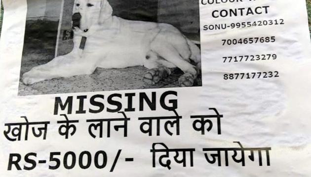 A poster pasted in different localities of the state capital by the pet owner depicts prize money who will search the dog in Ranchi(HT Photo)