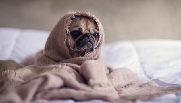Losing even a couple hours of sleep at night makes you angrier (Photo by Matthew Henry on Unsplash) Losing even a couple hours of sleep at night makes you angrier (Photo by Matthew Henry on Unsplash)