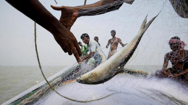 A hilsa fish is seen as fishermen pull the net on a boat. Floods have churned the island’s shoreline into mud fringed with broken coconut palms. Fishermen cast their nets to try to take advantage of the rising waters. (Rupak De Chowdhuri / REUTERS) A hilsa fish is seen as fishermen pull the net on a boat. Floods have churned the island’s shoreline into mud fringed with broken coconut palms. Fishermen cast their nets to try to take advantage of the rising waters. (Rupak De Chowdhuri / REUTERS)