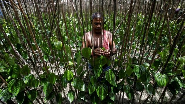 Mihir Kumar Mondal, 51, works inside his betel leaf farm at Ghoramara Island. As well as damaging homes, floods destroy valuable betel leaf crops that many islanders have depended on for a living. “Every year, high-tide salt water enters my farm and destroys my cultivation, so I have to face a big loss,” Mondal said. (Rupak De Chowdhuri / REUTERS) Mihir Kumar Mondal, 51, works inside his betel leaf farm at Ghoramara Island. As well as damaging homes, floods destroy valuable betel leaf crops that many islanders have depended on for a living. “Every year, high-tide salt water enters my farm and destroys my cultivation, so I have to face a big loss,” Mondal said. (Rupak De Chowdhuri / REUTERS)