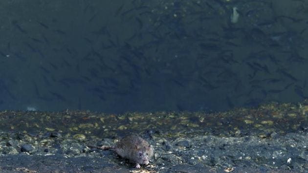 Fish swim in the Mediterranean Sea as a rat enters a sewage pipe next to rocky coastal area. Abdullah Absi, a 56-year-old civil engineer, said as a swimmer, the open sewage running into the sea was his biggest problem. (Hassan Ammar / AP) Fish swim in the Mediterranean Sea as a rat enters a sewage pipe next to rocky coastal area. Abdullah Absi, a 56-year-old civil engineer, said as a swimmer, the open sewage running into the sea was his biggest problem. (Hassan Ammar / AP)