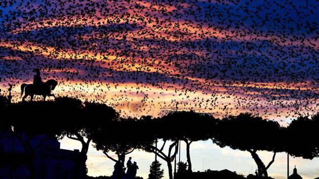 A swarm of starlings flies over the Altare della Patria monument (Unknown soldier) in the city centre of Rome during sunset, in Italy. (Vincenzo Pinto / AFP) A swarm of starlings flies over the Altare della Patria monument (Unknown soldier) in the city centre of Rome during sunset, in Italy. (Vincenzo Pinto / AFP)