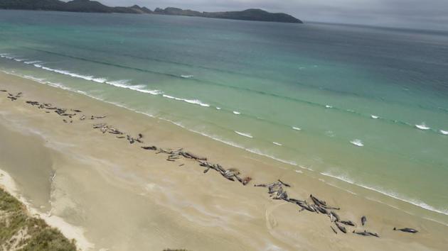 Dead pilot whales on a remote beach on Stewart Island in the far south of New Zealand. Up to 145 pilot whales died in a mass stranding on a remote part of the small New Zealand island. (New Zealand Department of Conservation Handout / AFP) Dead pilot whales on a remote beach on Stewart Island in the far south of New Zealand. Up to 145 pilot whales died in a mass stranding on a remote part of the small New Zealand island. (New Zealand Department of Conservation Handout / AFP)