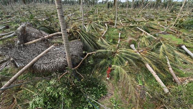 Coconut trees and several other plants uprooted due to the Cyclone Gaja in Pudukottai, Tamil Nadu (PTI File Photo)(PTI)