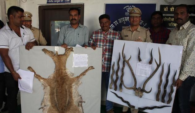 Ten antlers of sambar deer, various other deer horns and a 53-inch skin of a spotted deer were found in the car.(Praful Gangurde/ HT)