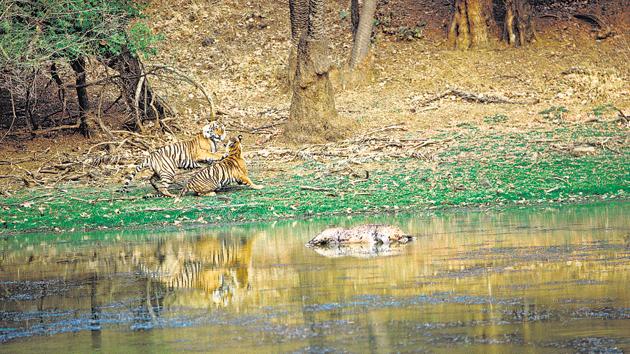 A sambar carcass lies ignored in the waters as the tigress Noon and the male Kublai mate on the edge of the water. Thapar writes that when tigers mate, their priority is to copulate and ensure conception and food is often forgotten.(Photo by Fateh Singh Rathore, from Valmik Thapar’s book The Sex Life Of Tigers)