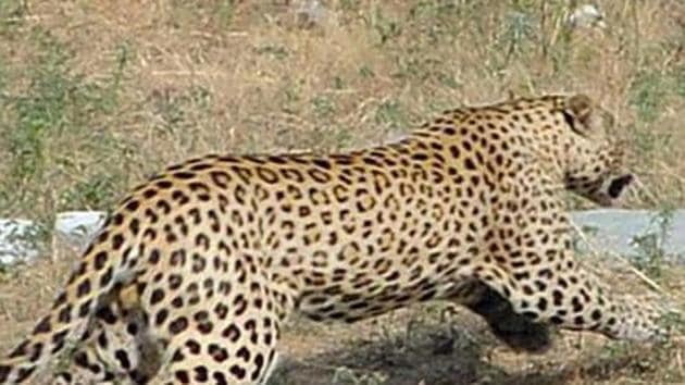 A male leopard was found dead in Sahara City’s Aamby Valley early on Sunday.(Himanshu Vyas/ HT Photo/ Representative Image) A male leopard was found dead in Sahara City’s Aamby Valley early on Sunday.(Himanshu Vyas/ HT Photo/ Representative Image)