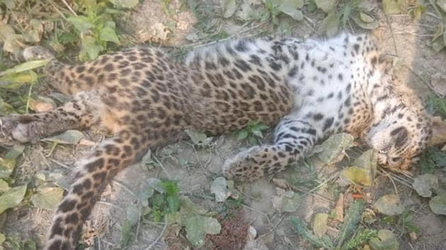 The carcass of the leopard cub found in UP’s Katarniyaghat Wildlife Sanctuary on Saturday, December 1, 2018.(HT Photo)