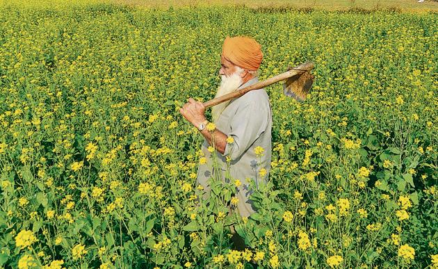 A farmer who wants to practice subsistence farming is less vulnerable to loss from sudden crash in prices than the one who actually wants to exploit the commercial route to success (Sameer Sehgal/Hindustan Times) A farmer who wants to practice subsistence farming is less vulnerable to loss from sudden crash in prices than the one who actually wants to exploit the commercial route to success (Sameer Sehgal/Hindustan Times)