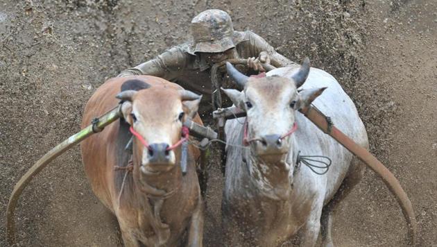Waves of muddy water slosh over a jockey as he hangs on to the tails of a pair of bulls galloping across a rice paddy during a traditional bull race locally called Pacu Jawi in Pariangan, Sumatra. (Adek Berry / AFP)