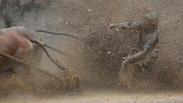 It’s a wet-and-wild ride in this remote pocket of Indonesia’s Sumatra island, where this traditional bull racing is serious business. (Adek Berry / AFP)