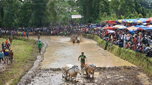 The centuries-old races once heralded the end of rice harvesting season when the emerald paddies had been cleared. Nowadays, hundreds turn up to cheer on fearless jockeys who can net a bull worth as much as $1,050 if they win a month-end tournament -- a princely prize in a country where many live on a few dollars a day. (Adek Berry / AFP)