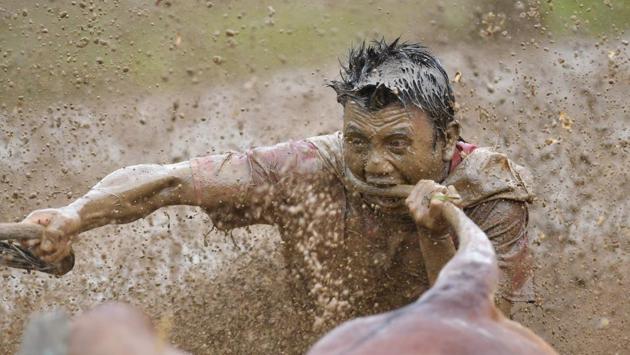 The rules of the race are simple. Jockeys grab on to the bulls’ tails and race one at a time down the paddy as fast as they can. Sometimes a pre-race bite to the tail gets the animals in a galloping mood. (Adek Berry / AFP)