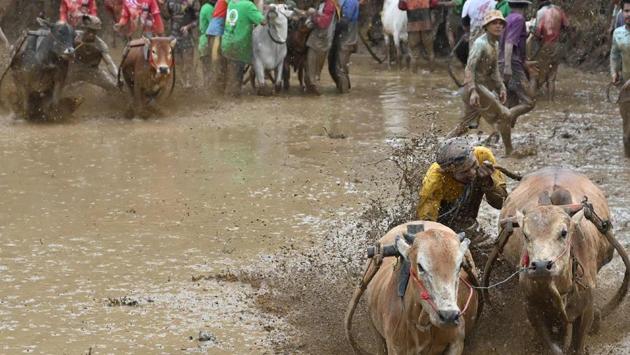 For Patria, a 15-year-veteran of the races, it’s important to pass the sport on to the next generation. “This is a tradition handed down from our parents,” he said from a water-logged rice paddy. (Adek Berry / AFP)