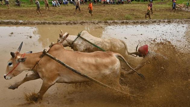 While animal racing can be seen in other parts of the vast Indonesian archipelago -- including buffalo racing in Bali -- locals in West Sumatra insist their version is one-of-a-kind. “I like watching the Pacu Jawi races because they only happen here,” said spectator Anis Marsela. “You’re not going to see this anywhere else.” (Adek Berry / AFP)