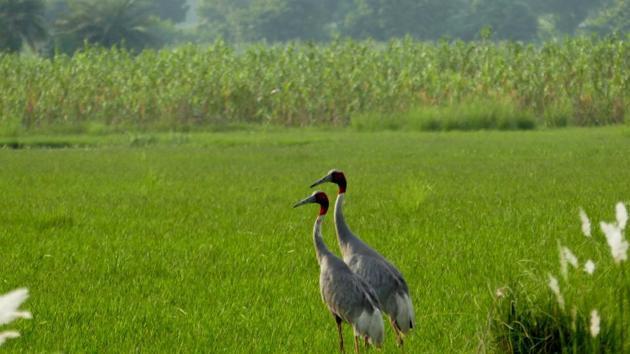 A pair of sarus cranes near Noida. The forest department is determining the number of sarus cranes in Jewar. Officials said that Surajpur and Dhanauri wetlands host over 200 sarus cranes.(HT Photo)