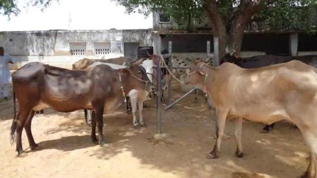 A bunch of BJP activists sitting outside the local party office in Surkhi assembly constituency in Sagar district listed the cattle menace as the biggest problem for farmers.(HT File Photo)