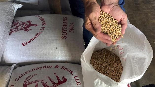 The Chinese tariffs, imposed since July, have badly bruised some segments of agriculture, such as soybeans. US soybean exports to China since September 1 have fallen to 339,000 tons from nearly 15 million tons in the year-ago period. (REUTERS) The Chinese tariffs, imposed since July, have badly bruised some segments of agriculture, such as soybeans. US soybean exports to China since September 1 have fallen to 339,000 tons from nearly 15 million tons in the year-ago period. (REUTERS)