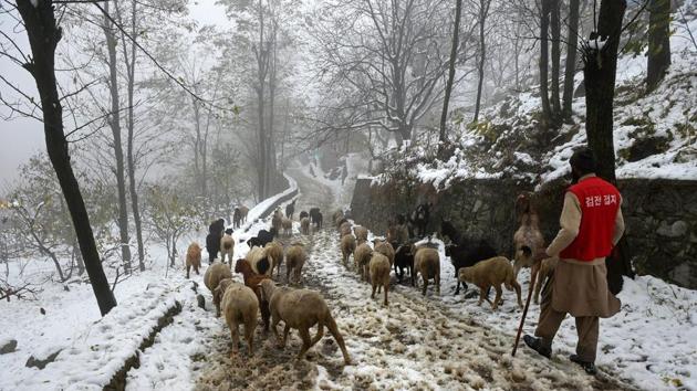 The Valley is experiencing chilly nights and foggy mornings. Srinagar recorded minus 3 degrees Celsius on Tuesday night.(PTI)