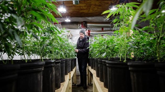 To comply with municipal regulations, McBride, the medical grower, had to buy a new 60-acre plot. There, rather than expand his existing shed, he has to build a structure ringed with a 30-meter buffer. That rule alone will probably bar most craft growers in the area from legalizing their current operations, he says. (Ben Nelms / Bloomberg) To comply with municipal regulations, McBride, the medical grower, had to buy a new 60-acre plot. There, rather than expand his existing shed, he has to build a structure ringed with a 30-meter buffer. That rule alone will probably bar most craft growers in the area from legalizing their current operations, he says. (Ben Nelms / Bloomberg)