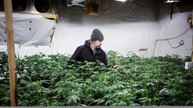 Kevin McBride, owner of Kootenay’s Finest craft cannabis, inspects plants at his grow operation near Crawford Bay. Most artisans now raise their weed indoors. A legal grower with a medical license, McBride works out of the basement of his garage after learning the craft from a “crazy old uncle” and other doyens of what is known as “BC Bud.” (Ben Nelms / Bloomberg) Kevin McBride, owner of Kootenay’s Finest craft cannabis, inspects plants at his grow operation near Crawford Bay. Most artisans now raise their weed indoors. A legal grower with a medical license, McBride works out of the basement of his garage after learning the craft from a “crazy old uncle” and other doyens of what is known as “BC Bud.” (Ben Nelms / Bloomberg)