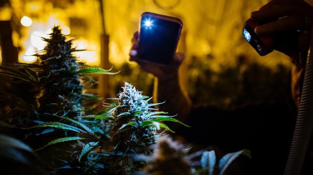 Small-time growers face high hurdles. In contrast, the biggest licensed producers take a factory-style approach in greenhouses as big as 22 football fields. Water, light and temperature are automatically controlled, the product sterilized with gamma rays. “People here are freaking out that their livelihoods are being taken away by Bay Street suits,” says Robinson, referring to Canada’s financial industry in Toronto. (Ben Nelms / Bloomberg) Small-time growers face high hurdles. In contrast, the biggest licensed producers take a factory-style approach in greenhouses as big as 22 football fields. Water, light and temperature are automatically controlled, the product sterilized with gamma rays. “People here are freaking out that their livelihoods are being taken away by Bay Street suits,” says Robinson, referring to Canada’s financial industry in Toronto. (Ben Nelms / Bloomberg)