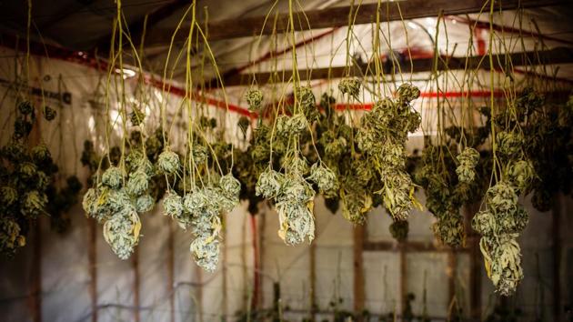 Craft cannabis is an art and a science. In a humid shed nestled west of Nelson, Paradise Valley Botanics has been growing pot under Canada’s medical program for more than a decade and a half. The owner cultivates in small batches. Harvests are slow-cured, like slabs of pork. For two weeks, the plants hang upside down, concentrating the terpenes into the flower. (Ben Nelms / Bloomberg) Craft cannabis is an art and a science. In a humid shed nestled west of Nelson, Paradise Valley Botanics has been growing pot under Canada’s medical program for more than a decade and a half. The owner cultivates in small batches. Harvests are slow-cured, like slabs of pork. For two weeks, the plants hang upside down, concentrating the terpenes into the flower. (Ben Nelms / Bloomberg)