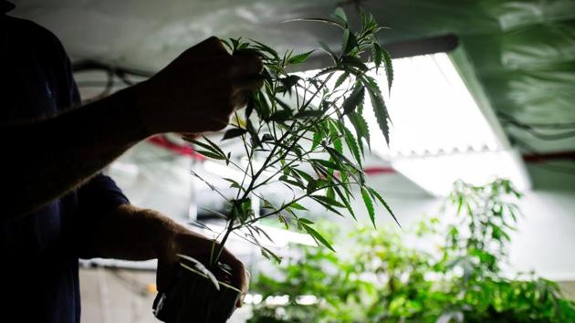A grower inspects a cannabis plant at a craft operation. McBride expects to spend more than C$1.3 million on the property, constructing a new building and meeting other standards such as installing chain-link fences and bar coding for every plant. Money is scarce. Many banks still shy away from lending to marijuana companies. (Ben Nelms / Bloomberg) A grower inspects a cannabis plant at a craft operation. McBride expects to spend more than C$1.3 million on the property, constructing a new building and meeting other standards such as installing chain-link fences and bar coding for every plant. Money is scarce. Many banks still shy away from lending to marijuana companies. (Ben Nelms / Bloomberg)