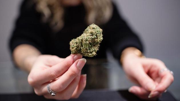 Canada also decides which seeds are legal — precious few, for now. If craft growers are unable to get licensed, their varieties will be lost to the legal market. “It’s like saying beer is legal but you can only drink Pilsners,” McBride says. “The black market will just mushroom.” (Ben Nelms / Bloomberg) Canada also decides which seeds are legal — precious few, for now. If craft growers are unable to get licensed, their varieties will be lost to the legal market. “It’s like saying beer is legal but you can only drink Pilsners,” McBride says. “The black market will just mushroom.” (Ben Nelms / Bloomberg)