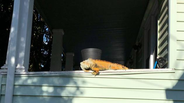 “Preferring tropical climates, the iguana can typically be found in Central America, the Caribbean, and New Jersey... wait, what?” says the post. (Neptune Township Police Department /Facebook) “Preferring tropical climates, the iguana can typically be found in Central America, the Caribbean, and New Jersey... wait, what?” says the post. (Neptune Township Police Department /Facebook)
