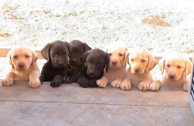 In a bid to put together dog squads in almost all the 75 districts of the state, the UP Police has begun efforts to acquire 78 German Shepherd, Labrador and Doberman pups. (Image for representation) In a bid to put together dog squads in almost all the 75 districts of the state, the UP Police has begun efforts to acquire 78 German Shepherd, Labrador and Doberman pups. (Image for representation)