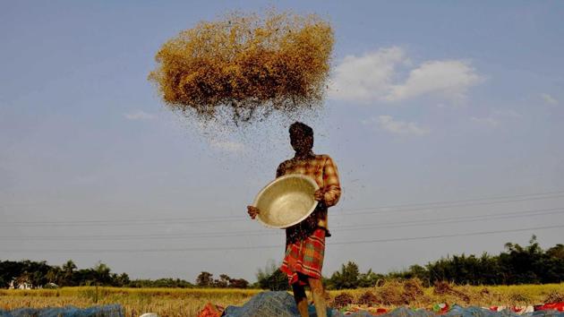 A farmer winnows paddy crops at a field on the outskirts of Agartala, the capital of the northeastern state of Tripura. (AFP) A farmer winnows paddy crops at a field on the outskirts of Agartala, the capital of the northeastern state of Tripura. (AFP)