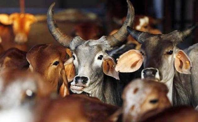 The Yogi Adityanath government also plans to set up a sex-sorted semen production centre in Hapur in collaboration with a US-based company all to ensure that cows delivered only female calves.(Reuters file photo)