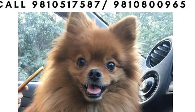 Police have checked the CCTV footage from nearby stores and have spotted two suspects in the case of a stolen Pomeranian dog from a car in Delhi’s Aya Nagar. (Photo Credit: Delhi Police) Police have checked the CCTV footage from nearby stores and have spotted two suspects in the case of a stolen Pomeranian dog from a car in Delhi’s Aya Nagar. (Photo Credit: Delhi Police)