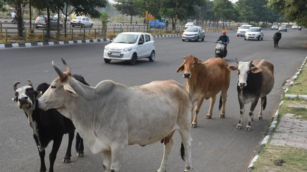 A team of Municipal Corporation of Gurugram, which had gone to round up stray cattle in Badshahpur, was attacked by a group of men, possibly to intimidate the government officials. (HT File /Representational Photo) A team of Municipal Corporation of Gurugram, which had gone to round up stray cattle in Badshahpur, was attacked by a group of men, possibly to intimidate the government officials. (HT File /Representational Photo)