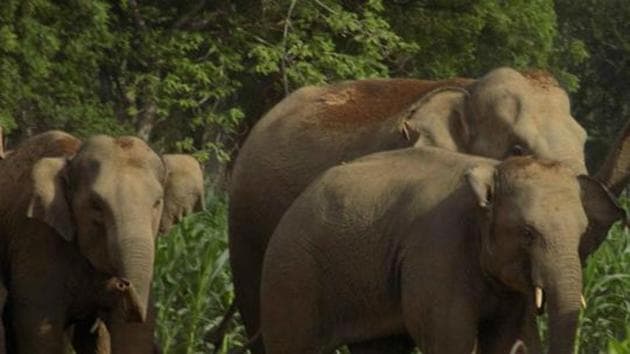 The government in Assam is considering a proposal to use GPS-fitted collars on elephants to study the pattern of their movement.(HT File Photo) The government in Assam is considering a proposal to use GPS-fitted collars on elephants to study the pattern of their movement.(HT File Photo)
