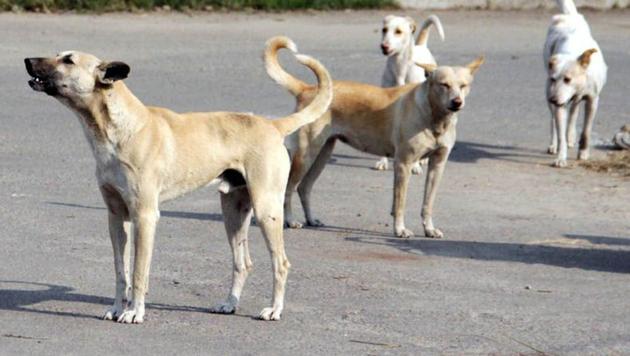 According to residents, the stray dogs were living on the premises for years, and had been neutered and vaccinated.(HT Photo)