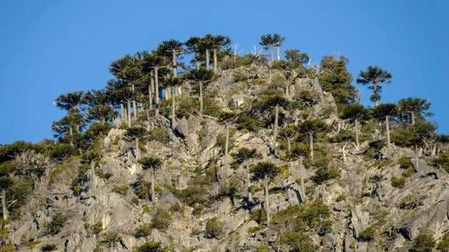 🔥 Araucaria mirabilis is an extinct species of coniferous tree. This  araucaria is over a 100 million years old. 🔥 : r/NatureIsFuckingLit