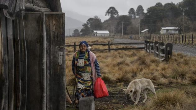 In 1991, the restoration of a democratic government in Chile following the Pinochet dictatorship allowed the Pehuenche to recover their ancestral lands, which they had lost 50 years before. Today, 50 or so families -- a total of 200 people, all of them named Melinir -- live throughout the area, which is the first indigenous conservation zone established in Chile. (Martin Bernetti / AFP) 