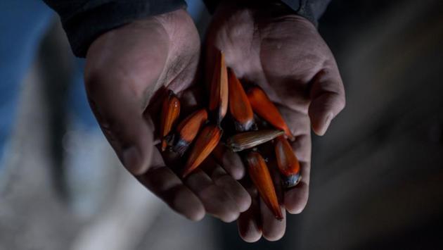 All told, the trees are more vulnerable than ever. Their pine nuts -- prized by chefs the world over -- have been stripped from what Neruda once called ‘Chile’s towers.’ “The pine nut is our only way of surviving, the only crop we have,” said Rene Melinir, Ricardo’s chef son. (Martin Bernetti / AFP) 