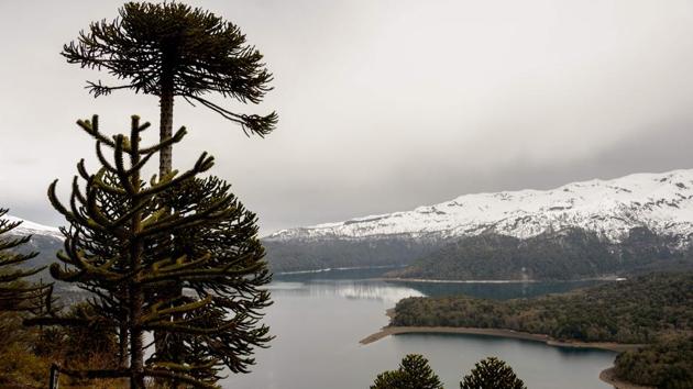 In the shade of the araucaria trees, the community in Quinquen wants to get into the ecotourism business -- a new way to boost its income, confined to farming and raising livestock. About 200 tourists, most of them French, came in 2017, according to Alex Melinir, the president of a cooperative of about 15 members seeking to live in harmony with the environment, as their ancestors did. (Martin Bernetti / AFP) 